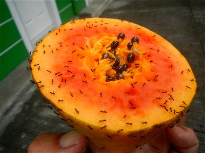 Ants of the Philippines eating carica papaya fruit