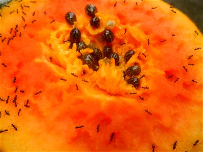 Ants of the Philippines eating carica papaya fruit photo