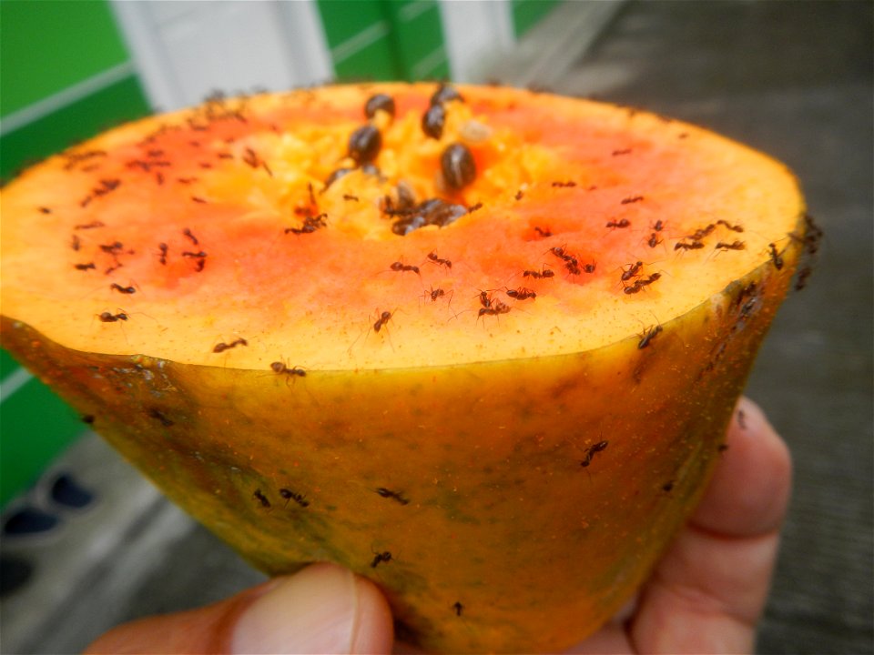 Ants of the Philippines eating carica papaya fruit