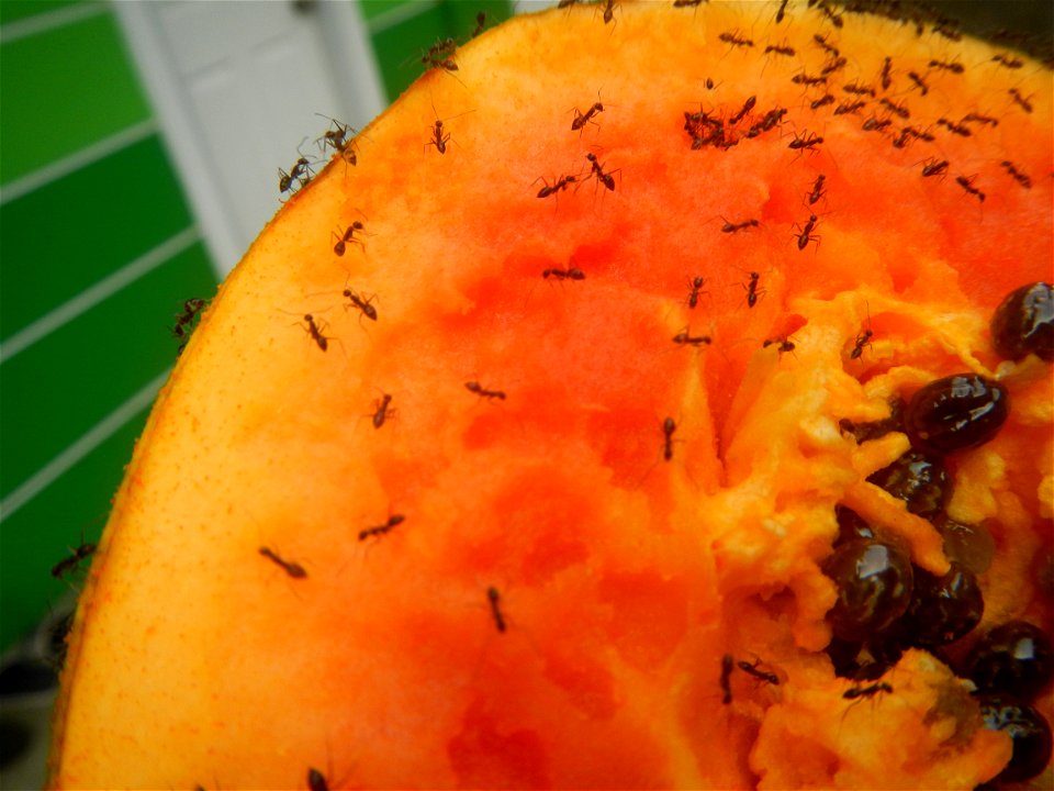 Ants of the Philippines eating carica papaya fruit