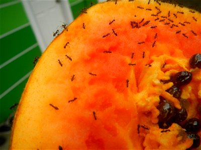 Ants of the Philippines eating carica papaya fruit