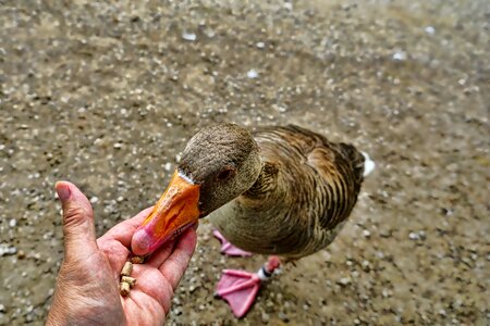 Greylag goose feeding bill photo