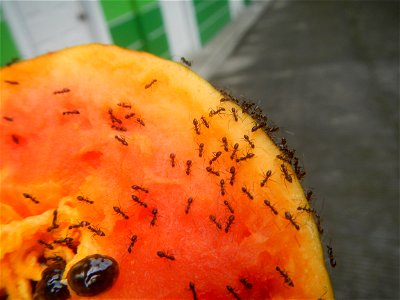 Ants of the Philippines eating carica papaya fruit photo