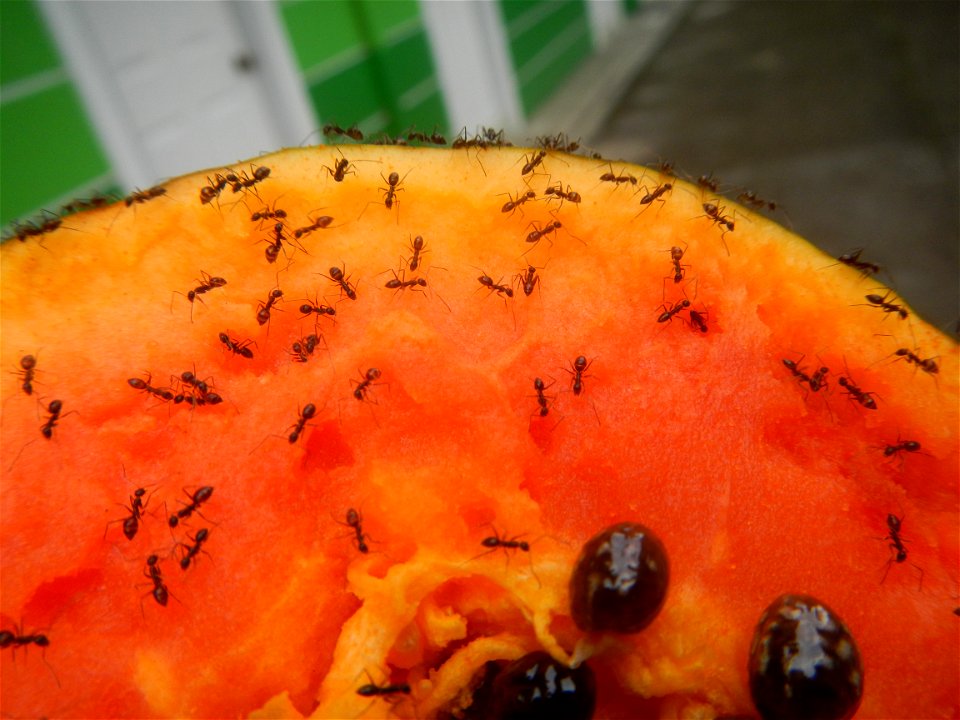Ants of the Philippines eating carica papaya fruit