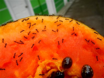 Ants of the Philippines eating carica papaya fruit