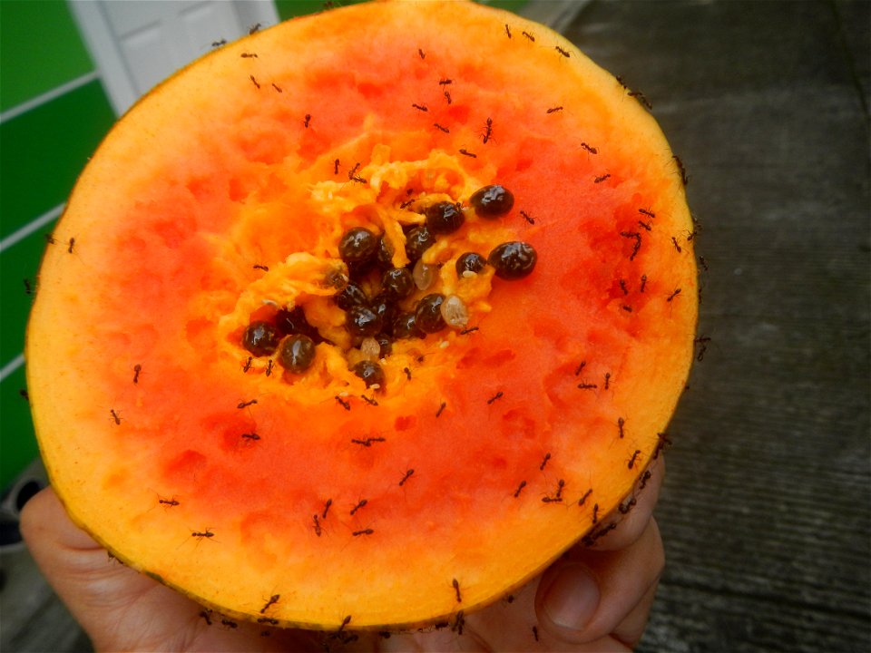Ants of the Philippines eating carica papaya fruit