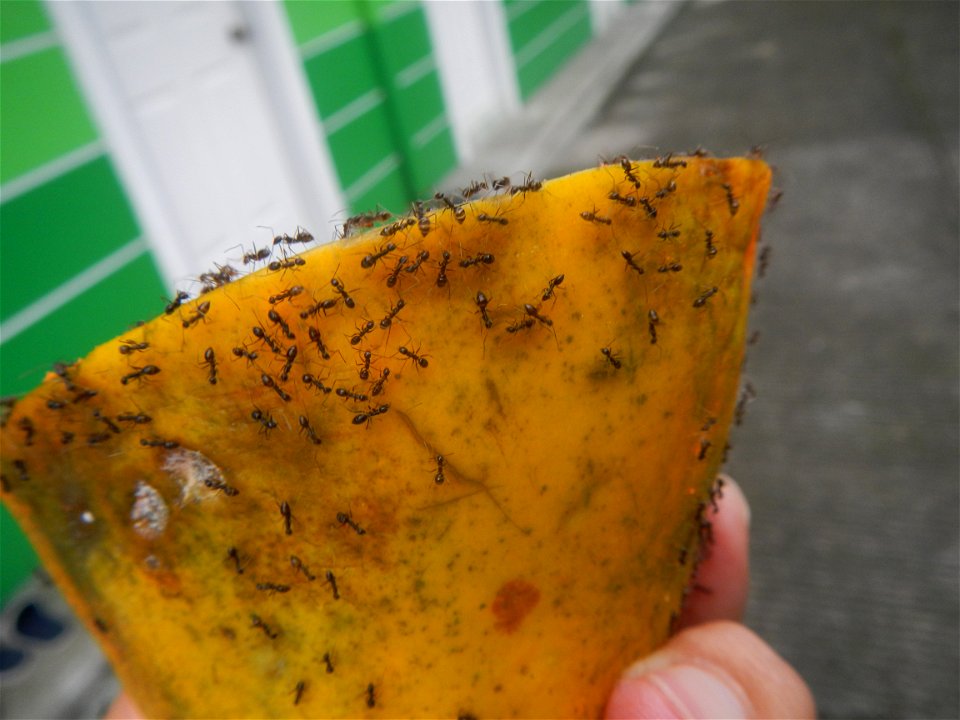 Ants of the Philippines eating carica papaya fruit
