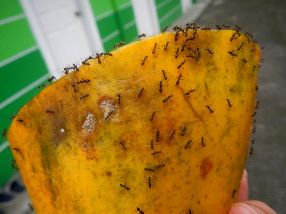 Ants of the Philippines eating carica papaya fruit