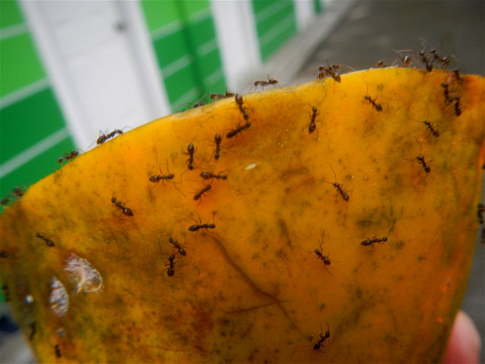 Ants of the Philippines eating carica papaya fruit