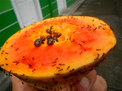 Ants of the Philippines eating carica papaya fruit