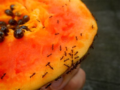 Ants of the Philippines eating carica papaya fruit
