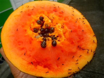 Ants of the Philippines eating carica papaya fruit photo