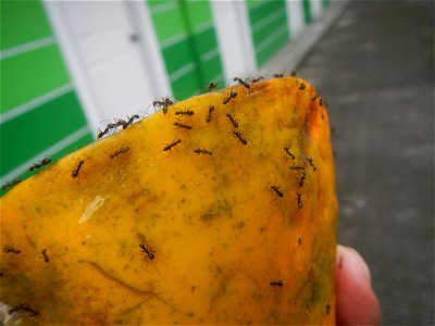 Ants of the Philippines eating carica papaya fruit