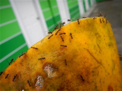 Ants of the Philippines eating carica papaya fruit photo