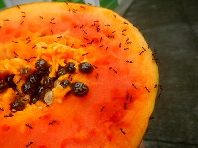 Ants of the Philippines eating carica papaya fruit photo