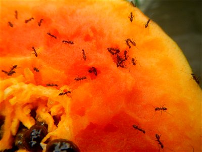 Ants of the Philippines eating carica papaya fruit