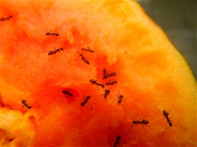 Ants of the Philippines eating carica papaya fruit photo