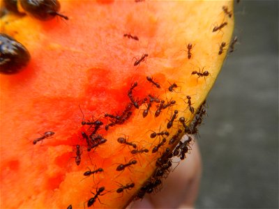 Ants of the Philippines eating carica papaya fruit photo