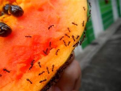 Ants of the Philippines eating carica papaya fruit photo