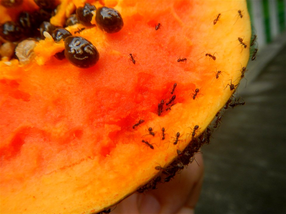 Ants of the Philippines eating carica papaya fruit