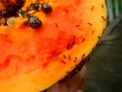 Ants of the Philippines eating carica papaya fruit photo