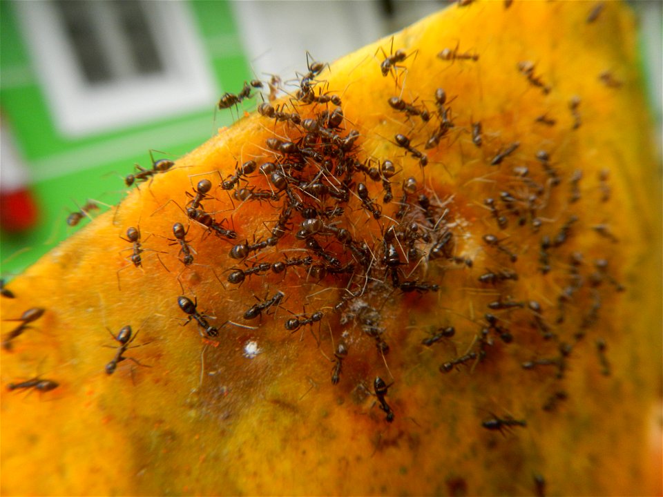 Ants of the Philippines eating carica papaya fruit