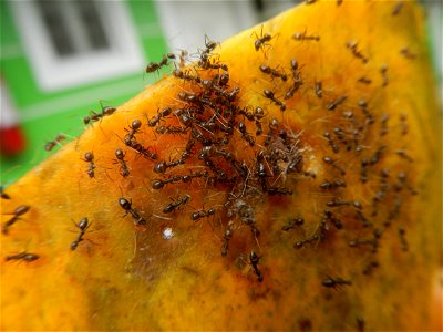 Ants of the Philippines eating carica papaya fruit photo