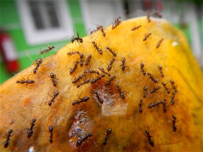 Ants of the Philippines eating carica papaya fruit photo