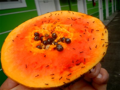 Ants of the Philippines eating carica papaya fruit photo