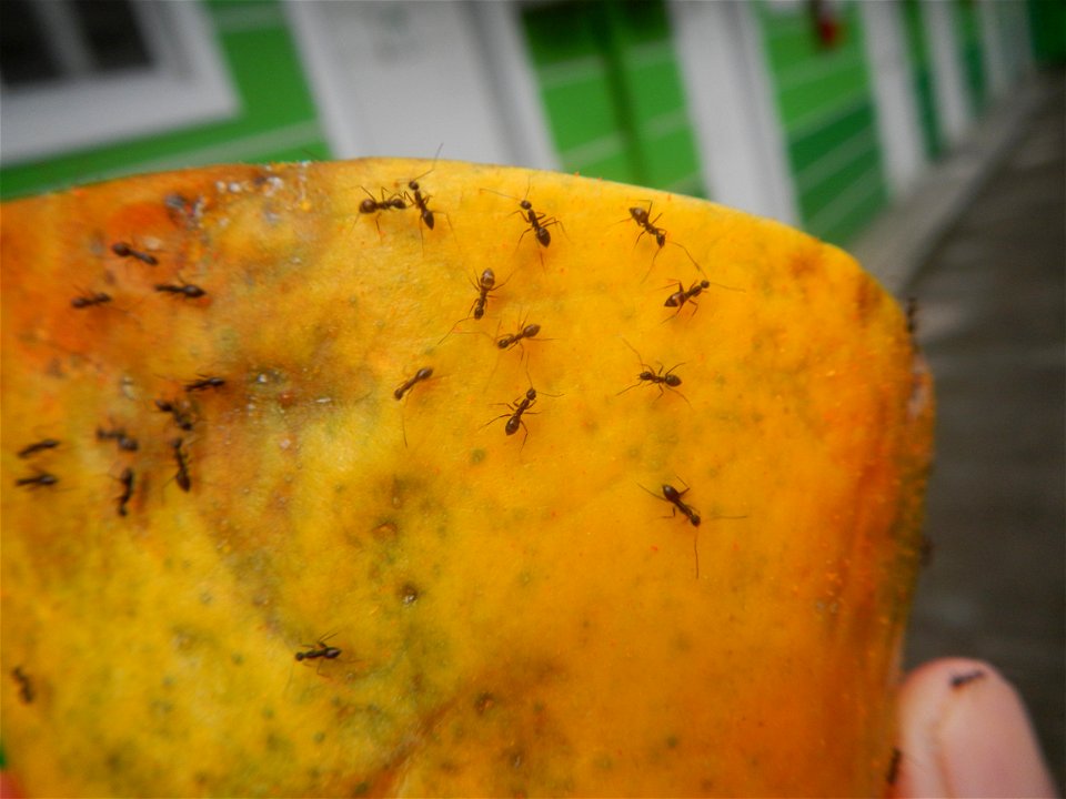 Ants of the Philippines eating carica papaya fruit