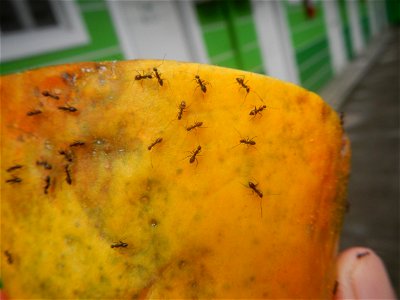 Ants of the Philippines eating carica papaya fruit