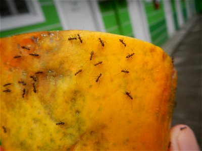 Ants of the Philippines eating carica papaya fruit photo