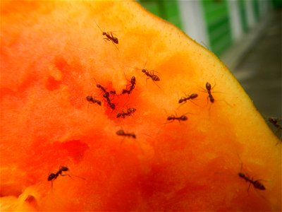 Ants of the Philippines eating carica papaya fruit