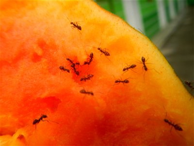 Ants of the Philippines eating carica papaya fruit photo