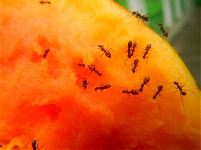 Ants of the Philippines eating carica papaya fruit photo