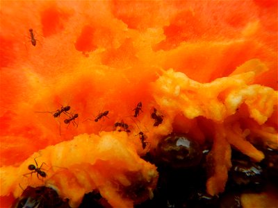 Ants of the Philippines eating carica papaya fruit