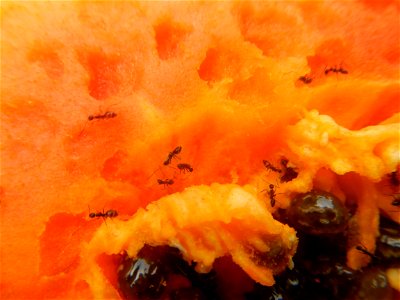 Ants of the Philippines eating carica papaya fruit