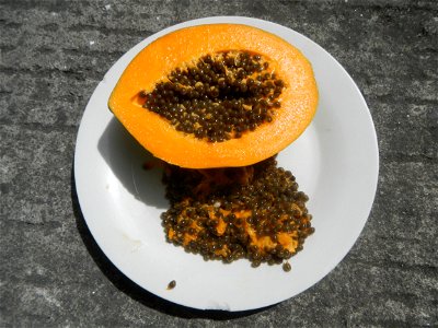 Carica papaya seeds photo