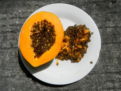 Carica papaya seeds photo