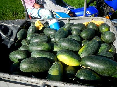 Watermelons in the Philippines Carica papaya during the COVID-19 pandemic in Baliuag, Bulacan Timeline of the 2020 coronavirus pandemic in the Philippines  2020 coronavirus pandemic in the Philippines