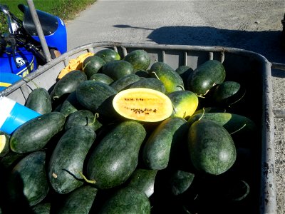 Watermelons in the Philippines Carica papaya during the COVID-19 pandemic in Baliuag, Bulacan Timeline of the 2020 coronavirus pandemic in the Philippines  2020 coronavirus pandemic in the Philippines