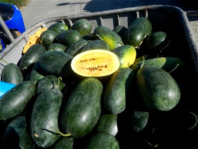 Watermelons in the Philippines Carica papaya during the COVID-19 pandemic in Baliuag, Bulacan Timeline of the 2020 coronavirus pandemic in the Philippines  2020 coronavirus pandemic in the Philippines