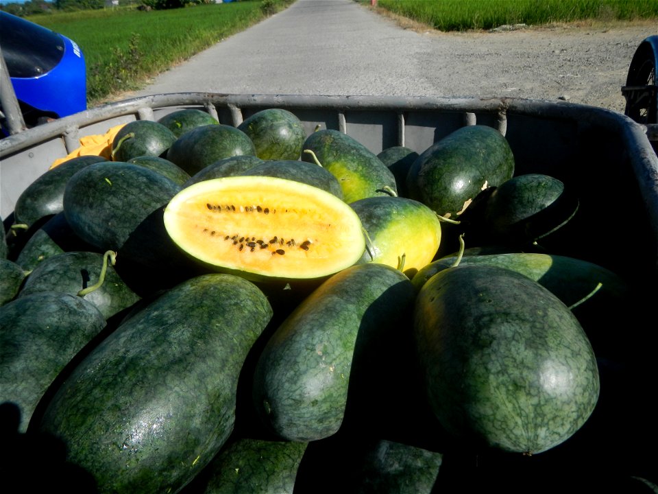Watermelons in the Philippines Carica papaya during the COVID-19 pandemic in Baliuag, Bulacan Timeline of the 2020 coronavirus pandemic in the Philippines  2020 coronavirus pandemic in the Philippines