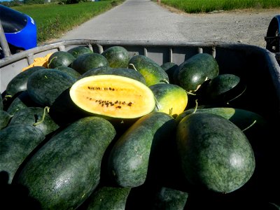 Watermelons in the Philippines Carica papaya during the COVID-19 pandemic in Baliuag, Bulacan Timeline of the 2020 coronavirus pandemic in the Philippines  2020 coronavirus pandemic in the Philippines