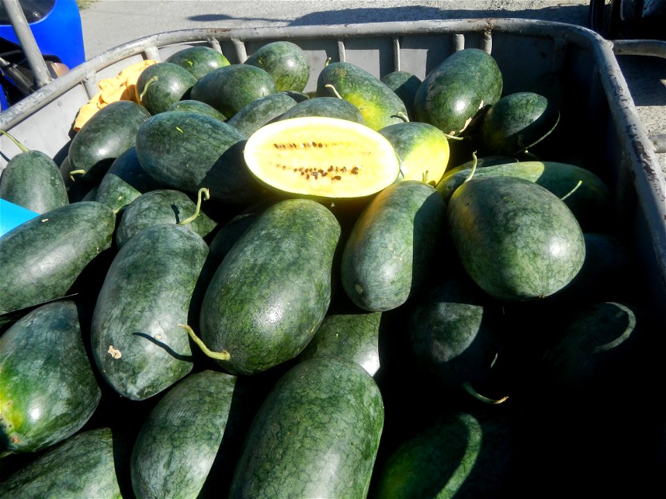 Watermelons in the Philippines Carica papaya during the COVID-19 pandemic in Baliuag, Bulacan Timeline of the 2020 coronavirus pandemic in the Philippines  2020 coronavirus pandemic in the Philippines