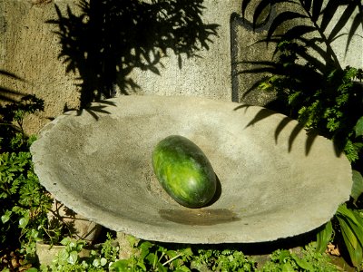 Watermelons in the Philippines Carica papaya during the COVID-19 pandemic in Baliuag, Bulacan Timeline of the 2020 coronavirus pandemic in the Philippines  2020 coronavirus pandemic in the Philippines