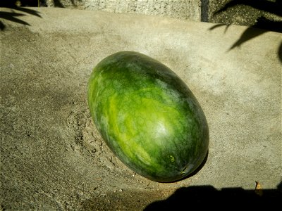 Watermelons in the Philippines Carica papaya during the COVID-19 pandemic in Baliuag, Bulacan Timeline of the 2020 coronavirus pandemic in the Philippines  2020 coronavirus pandemic in the Philippines