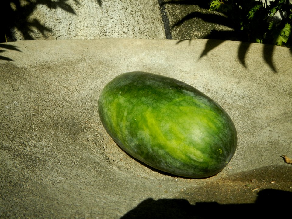 Watermelons in the Philippines Carica papaya during the COVID-19 pandemic in Baliuag, Bulacan Timeline of the 2020 coronavirus pandemic in the Philippines  2020 coronavirus pandemic in the Philippines