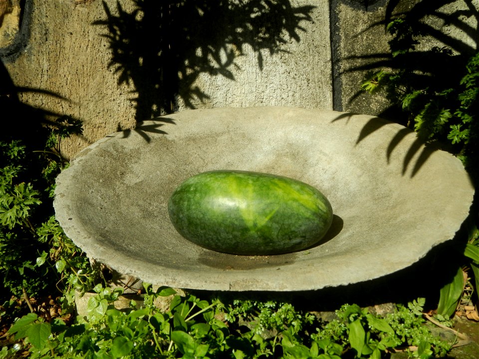 Watermelons in the Philippines Carica papaya during the COVID-19 pandemic in Baliuag, Bulacan Timeline of the 2020 coronavirus pandemic in the Philippines  2020 coronavirus pandemic in the Philippines