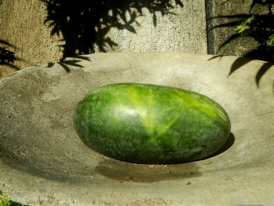 Watermelons in the Philippines Carica papaya during the COVID-19 pandemic in Baliuag, Bulacan Timeline of the 2020 coronavirus pandemic in the Philippines  2020 coronavirus pandemic in the Philippines